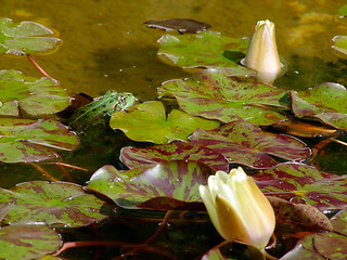 Image showing Green frog in water