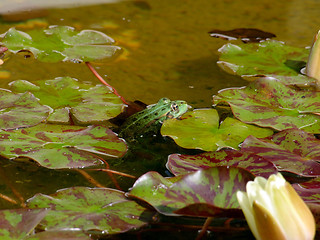 Image showing Green frog in water