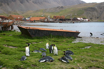 Image showing penguins at falklands