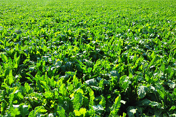 Image showing Beet field