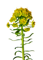 Image showing Cypress spurge (Euphorbia cyparissias)