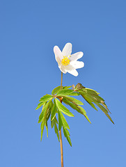 Image showing Wood anemone