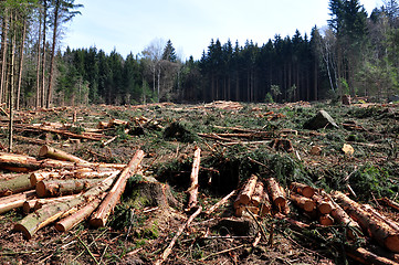 Image showing Wood logging