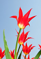 Image showing Red tulips