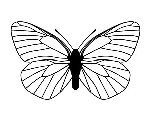 Image showing White butterfly