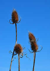 Image showing Fuller's teasel (Dipsacus fullonum)