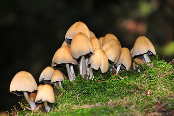 Image showing Forest mushrooms