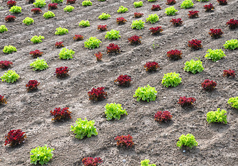 Image showing Lettuce field