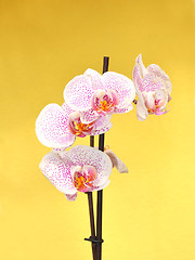 Image showing Orchid flowers