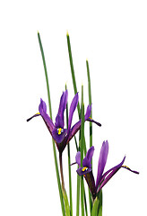 Image showing Dwarf iris (Iris reticulata)