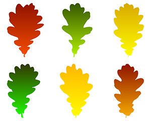 Image showing Oak leaves