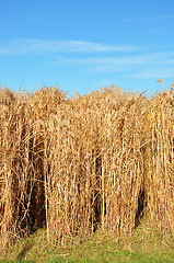 Image showing Giant grass (Miscanthus)