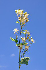 Image showing Old man's beard (Clematis vitalba)