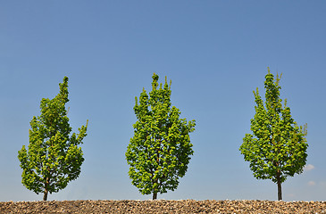 Image showing Maple trees