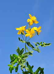 Image showing St John's wort (Hypericum perforatum)