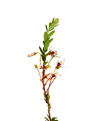 Image showing Cranberry flowers (Vaccinium macrocarpon)