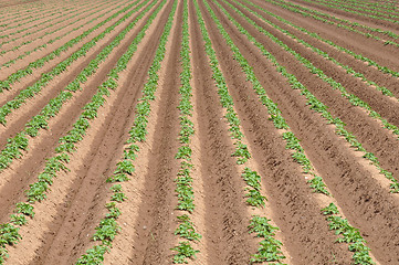Image showing Potato field