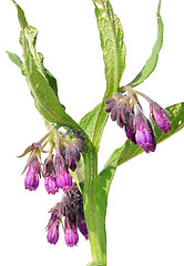 Image showing Comfrey (Symphytum officinale)