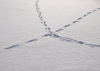 Image showing Traces in snow