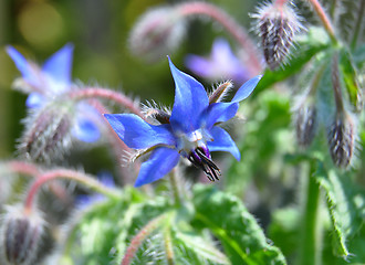 Image showing Borage (Borago officinalis)