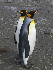 Image showing penguins