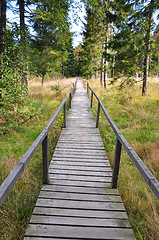 Image showing Corduroy way in a bog