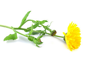 Image showing marigold