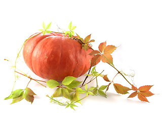 Image showing pumpkin