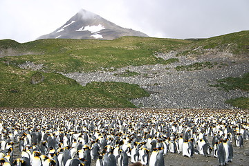 Image showing antarctic penguins