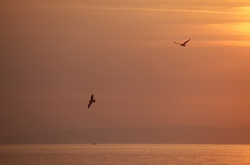 Image showing Seagulls flying around in the sunset