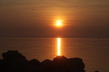 Image showing Seagulls flying around in the sunset