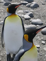 Image showing penguins