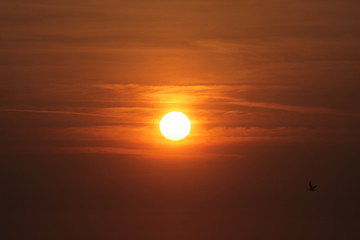 Image showing Seagulls flying around in the sunset