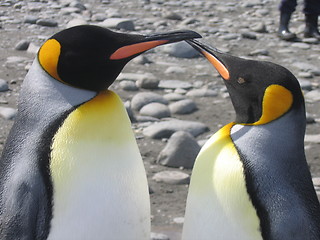 Image showing penguin couple