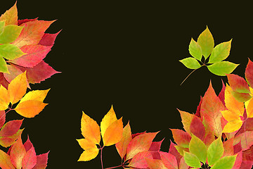 Image showing autumn leaves