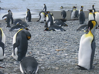 Image showing antarctic penguins