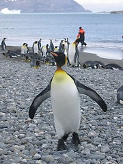 Image showing antarctic penguin