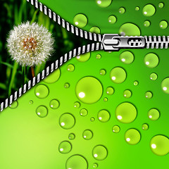 Image showing dandelion in the grass and zipper