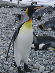 Image showing antarctic penguins