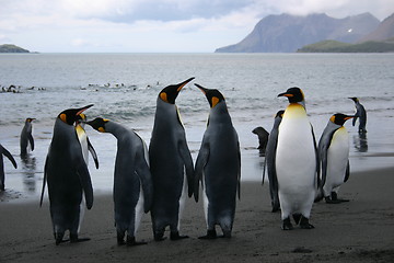 Image showing antarctic penguins