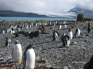 Image showing antarctic penguins