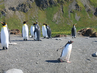 Image showing antarctic penguins