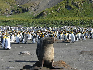 Image showing seal and penguins