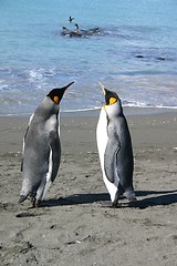 Image showing penguin couple