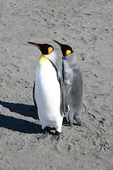 Image showing penguin couple