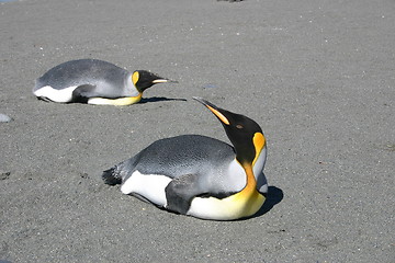 Image showing lazy penguins