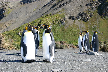 Image showing antarctic penguins