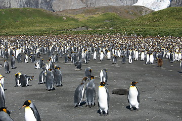 Image showing antarctic penguins