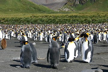 Image showing antarctic penguins