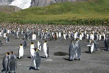 Image showing antarctic penguins